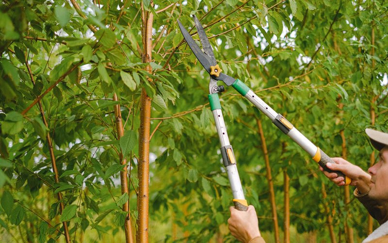 Tree trimming in Bennington, NE